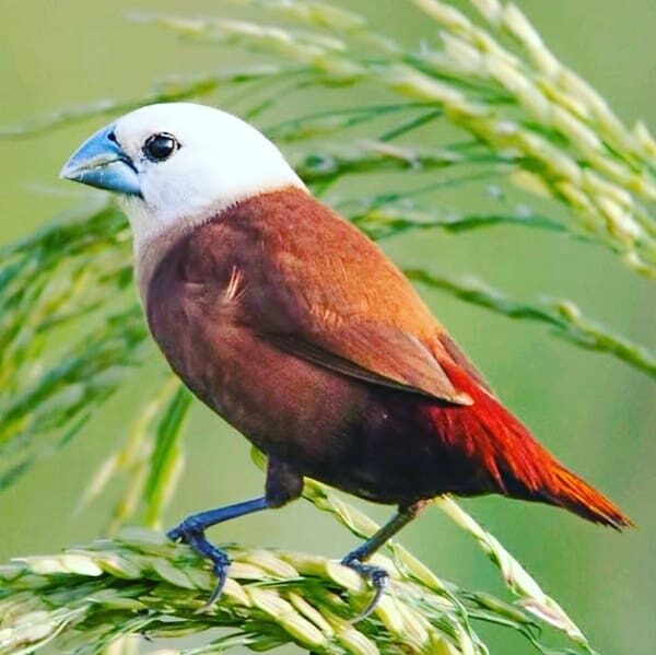 mengenal-karakteristik-burung-bondol-oto-hitam-9618037