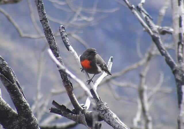 robino-salju-9822305