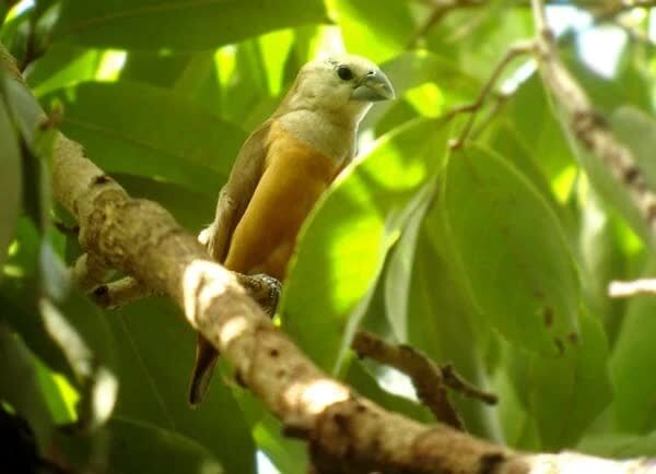 whistler_copy2-4951001